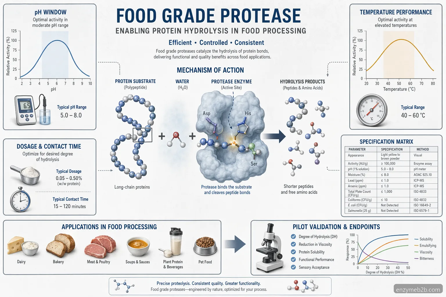 food grade protease enzyme supplier usa process guide diagram showing pH, temperature, substrate reaction, and specs